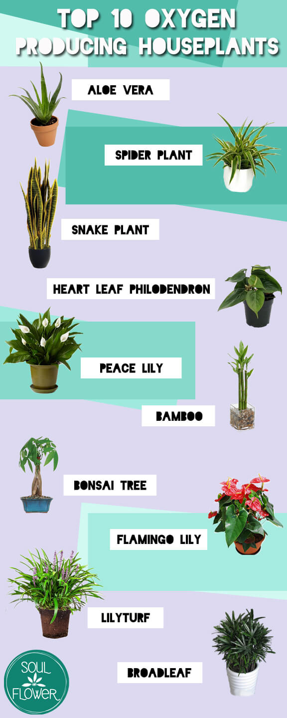 Melhores plantas de interior que produzem mais oxegen