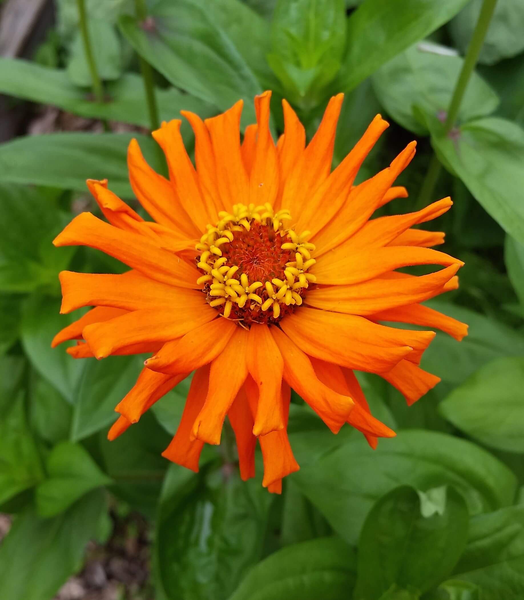 Tend Your Garden - Soul Flower Blog 