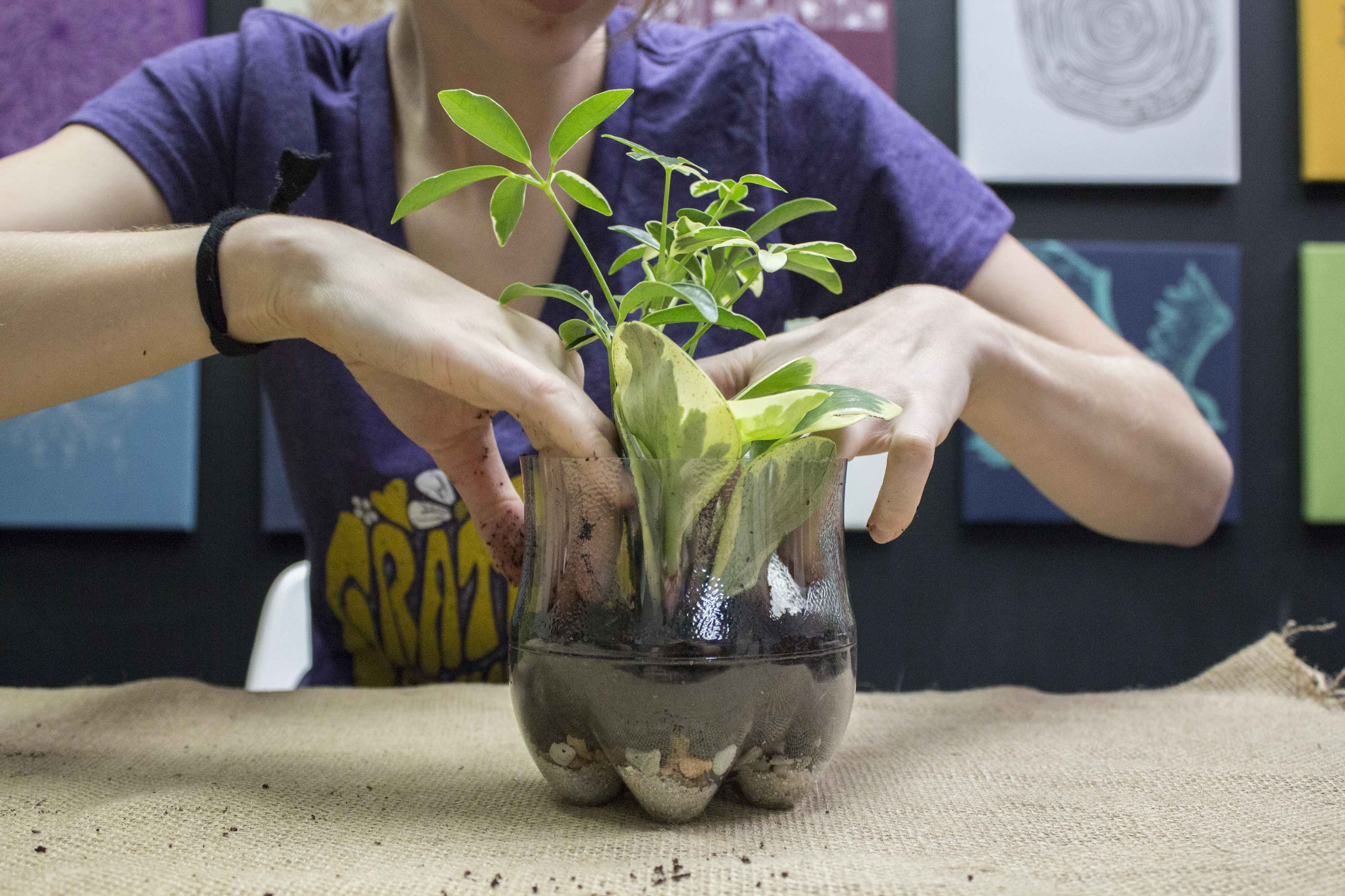 soda bottle terrarium plant 2 - Plastic Bottle Terrarium - Soda Bottle Terrarium