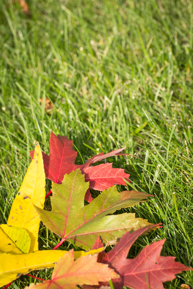 DIY Leaf Mobile - Make a Leaf Mobile - Soul Flower Blog