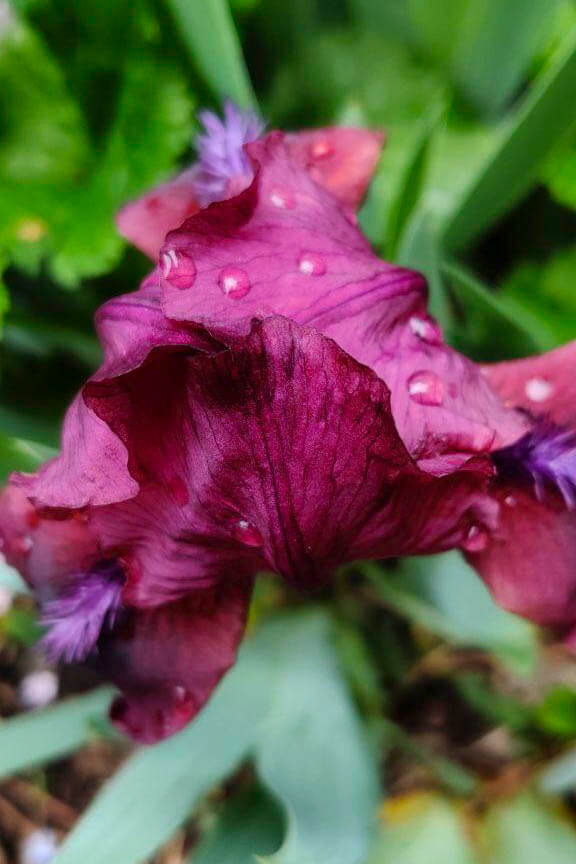 JosieLaura 2020 217 - A Walk in the Garden