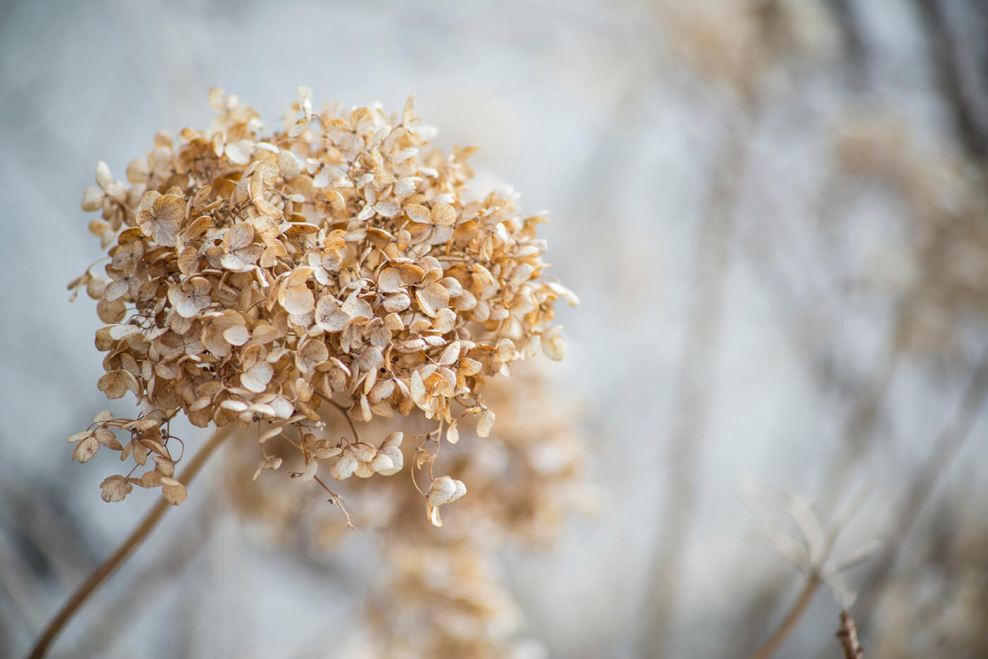 Behind the Scenes - Bohemian Dwelling Photoshoot - Soul Flower Blog 