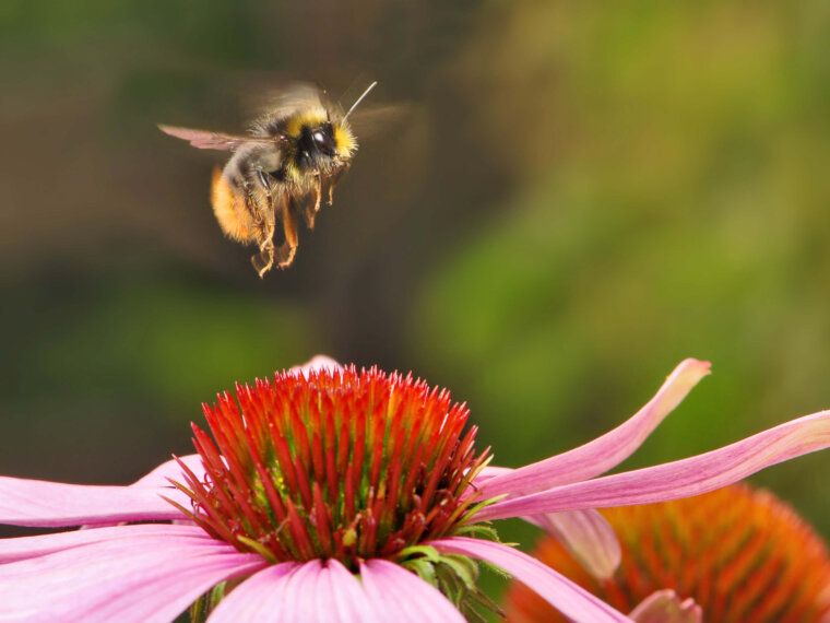Plant Organic Flowers: Save the Bees