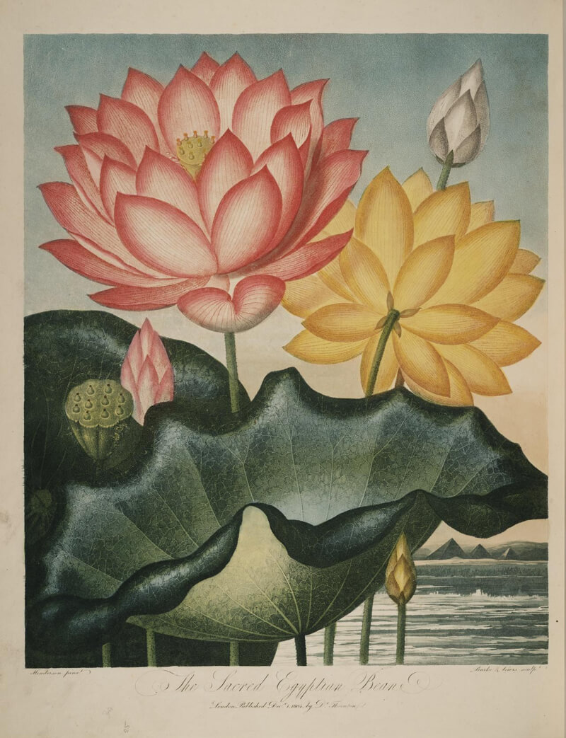 biodiversity heritage library lotus 1 - Lotus Inspiration: Butterfly Vibes