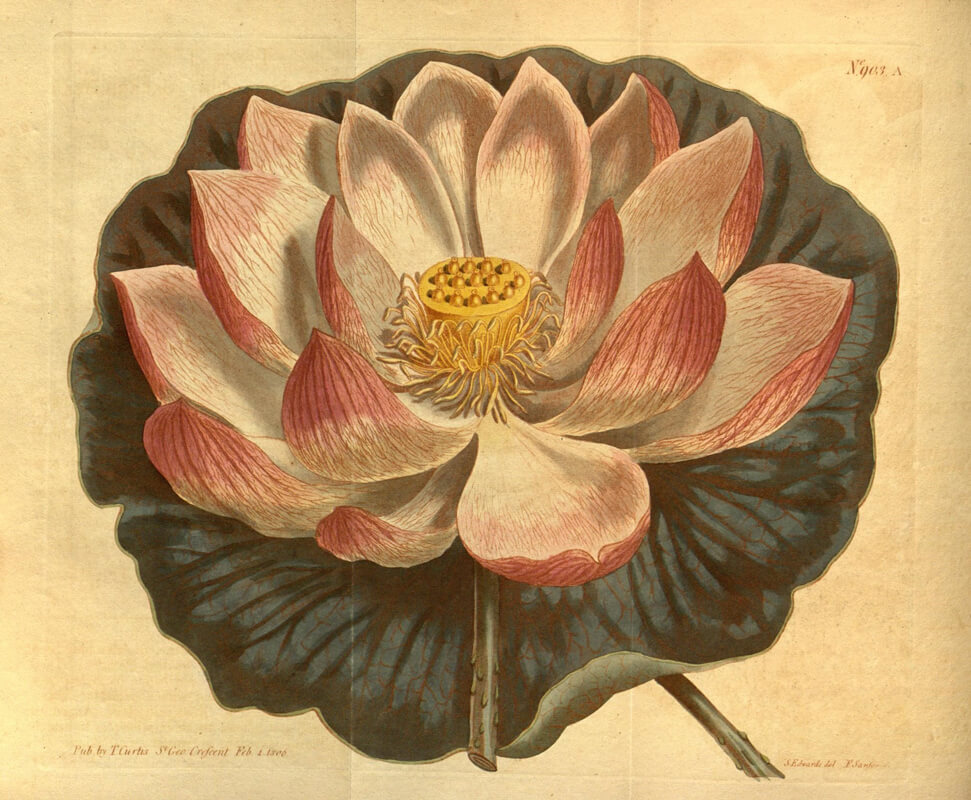 biodiversity heritage library lotus 2 - Lotus Inspiration: Butterfly Vibes