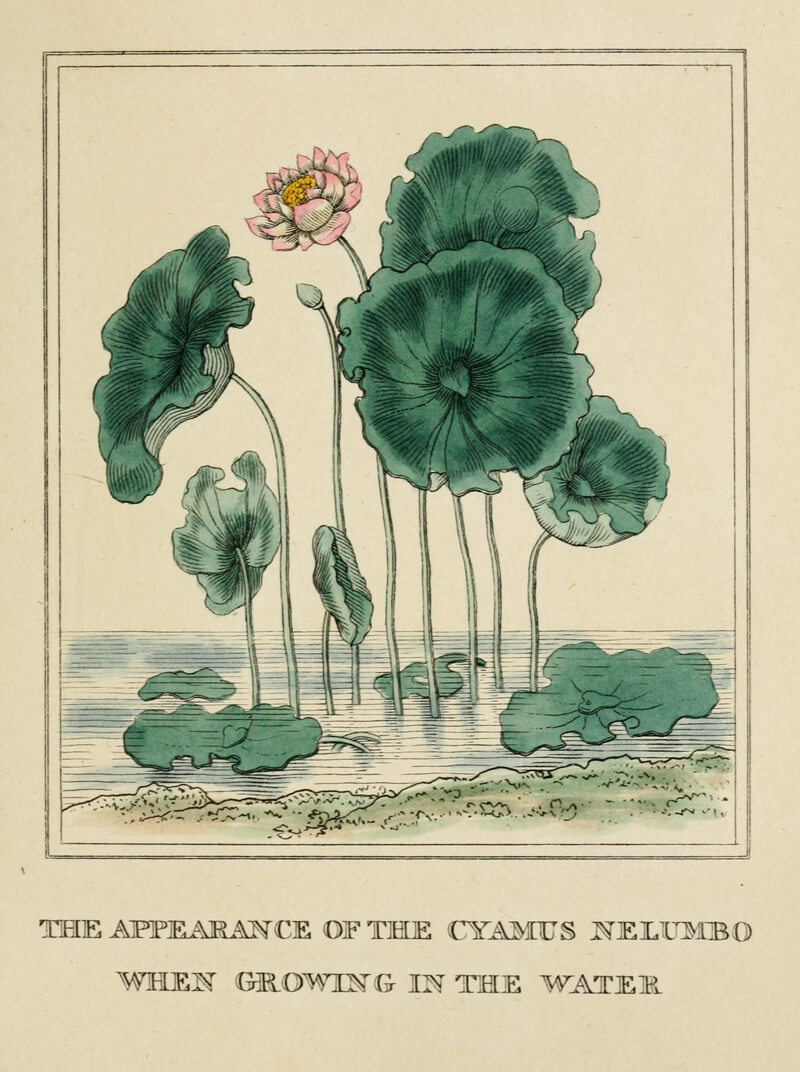 Lotus Inspiration: Butterfly Vibes biodiversity heritage library lotus 3 - Lotus Inspiration: Butterfly Vibes