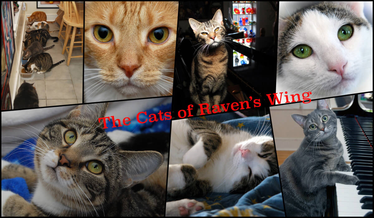 The Cats of Raven's Wing - Soul Flower Blog 