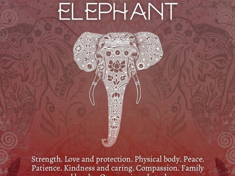 elephant 1 760x570 - Elephant Symbolism - Elephant Spirit Animal