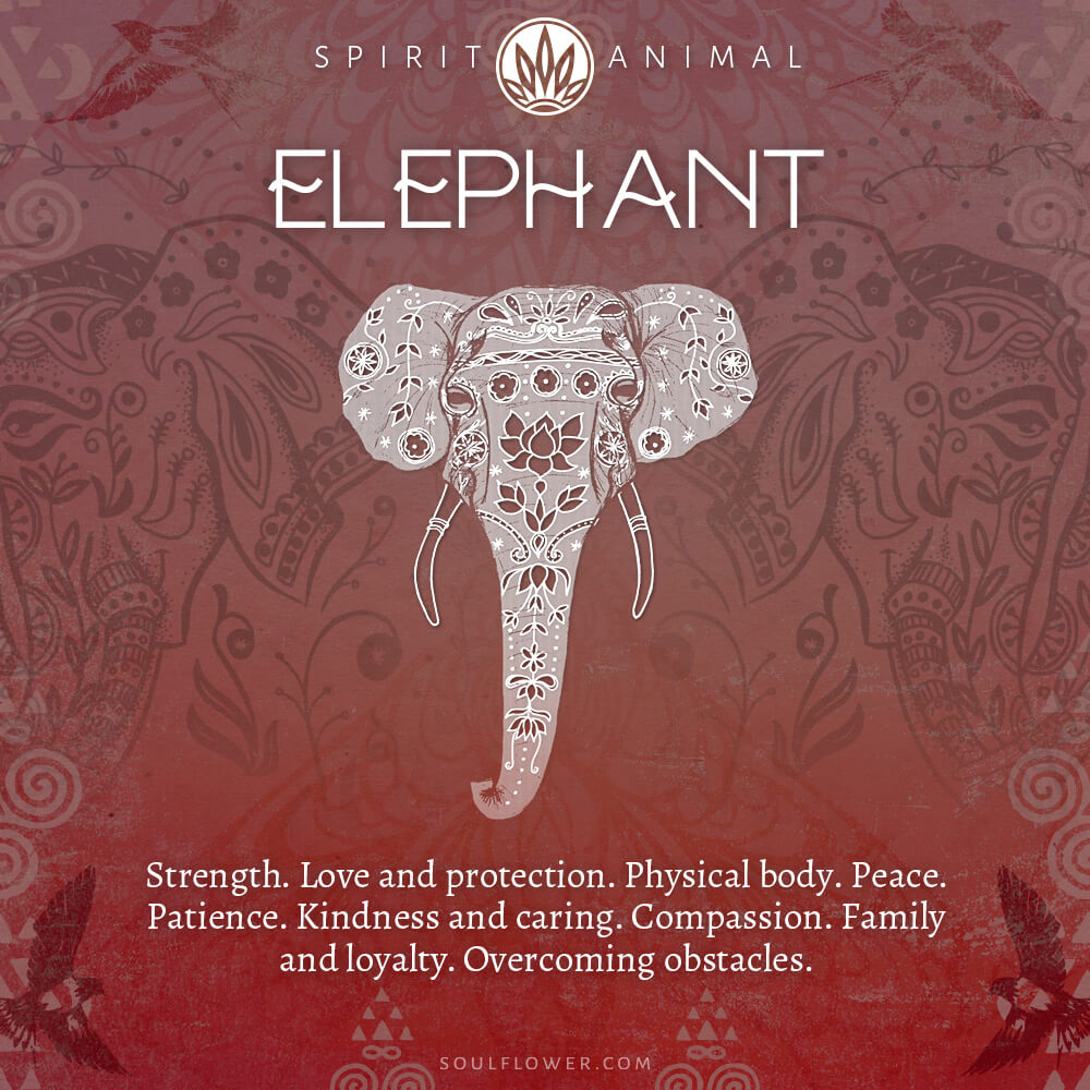 elephant 1 - Find Your Spirit Animal - Spirit Animal Meaning