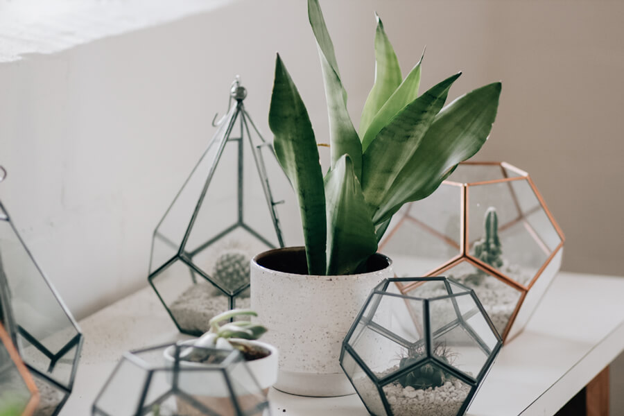 geometric terrariums - Platonic Solids Meaning - Sacred Geometry