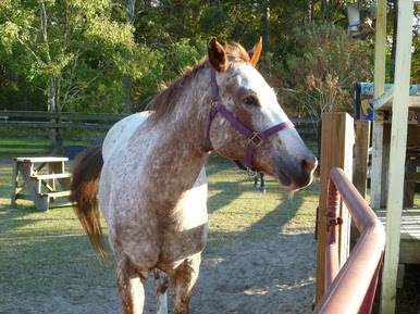 horse - Therapeutic Horseback Riding: Kindness Matters