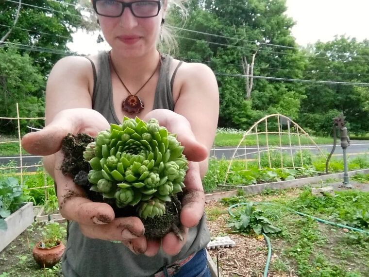 A person with an earthy vibe gently holds a green succulent with soil in their hands, standing in a lush garden surrounded by plants and wooden structures. Soul Flower Blog: Hippie Style & Kind Living