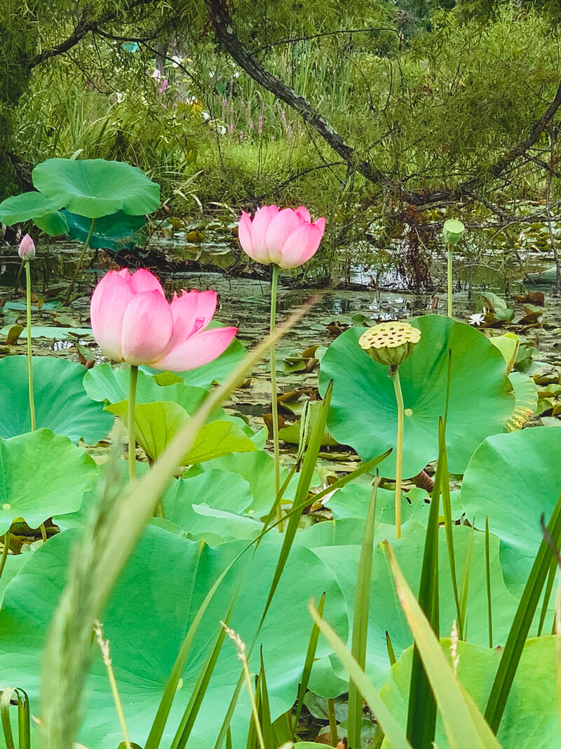 lotus pink - Lotus Inspiration: Butterfly Vibes