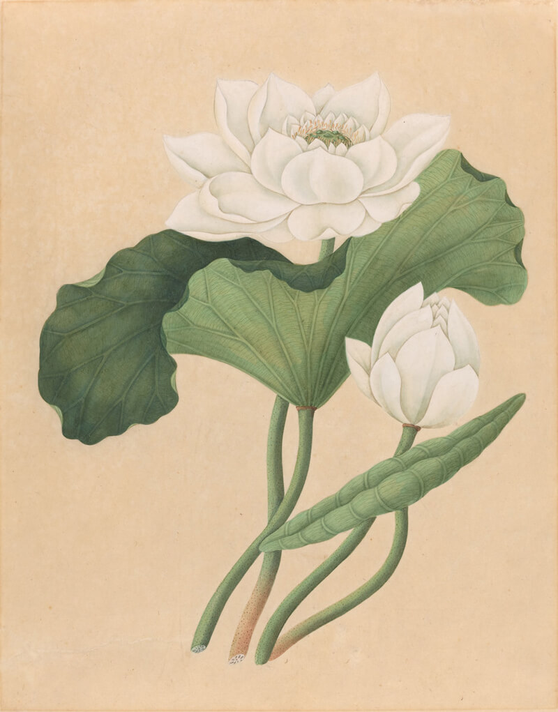 Lotus Inspiration: Butterfly Vibes national gallery of art lotus 1 - Lotus Inspiration: Butterfly Vibes