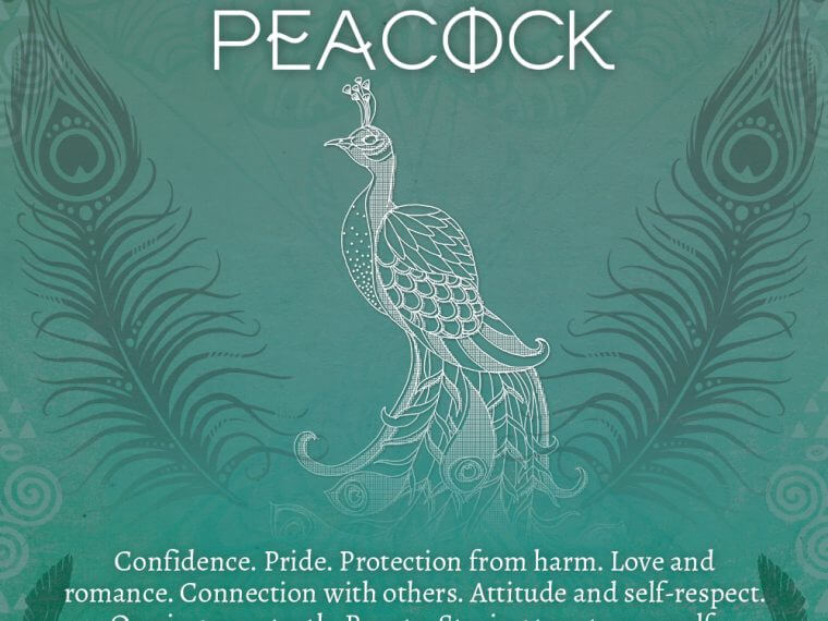 peacock 760x570 - Peacock Symbolism - Peacock Spirit Animal