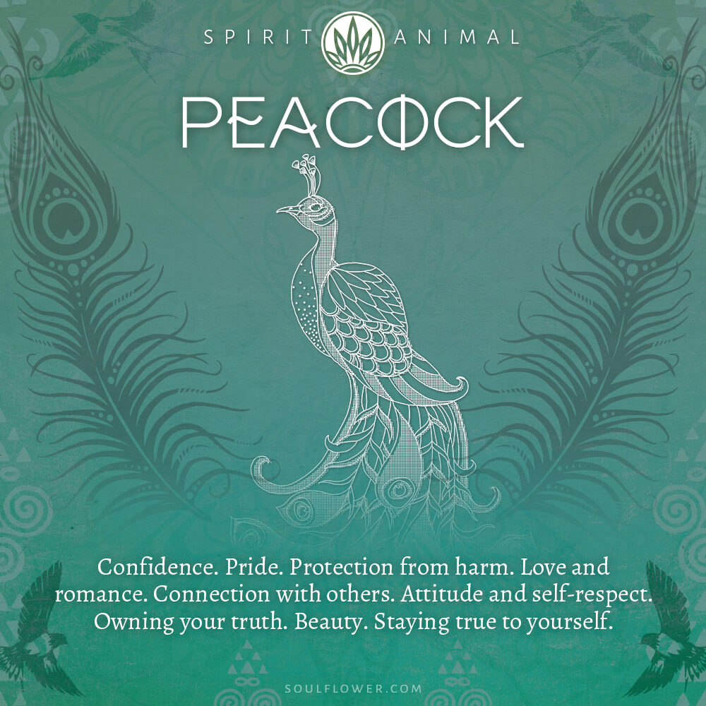 Peacock Symbolism - Peacock Spirit Animal - Soul Flower Blog