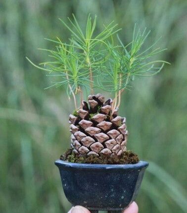 pinecone 378x430 - Top Pins: September 2016 - Pinterest