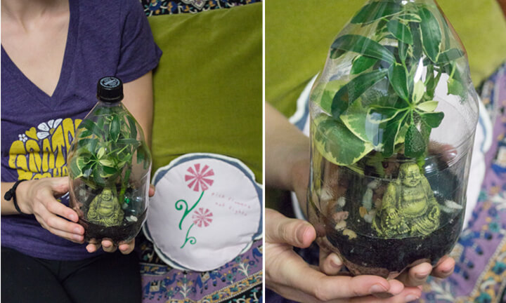 Recycled Plastic Bottle Terrarium - Soda Bottle Terrarium