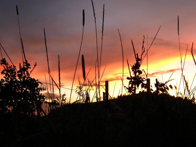 The Art of Prairie Flowers: hope of spring