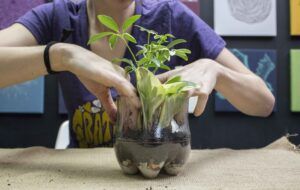 Plastic Bottle Terrarium - Soda Bottle Terrarium
