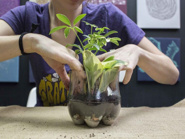 Plastic Bottle Terrarium - Soda Bottle Terrarium
