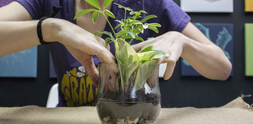 soda bottle terrarium plant 2 980x480 - Plastic Bottle Terrarium - Soda Bottle Terrarium
