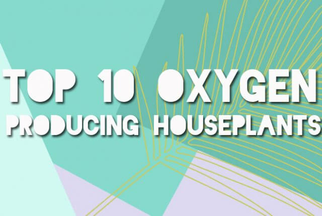 title 1 640x430 - Top 10 Oxygen Producing Houseplants