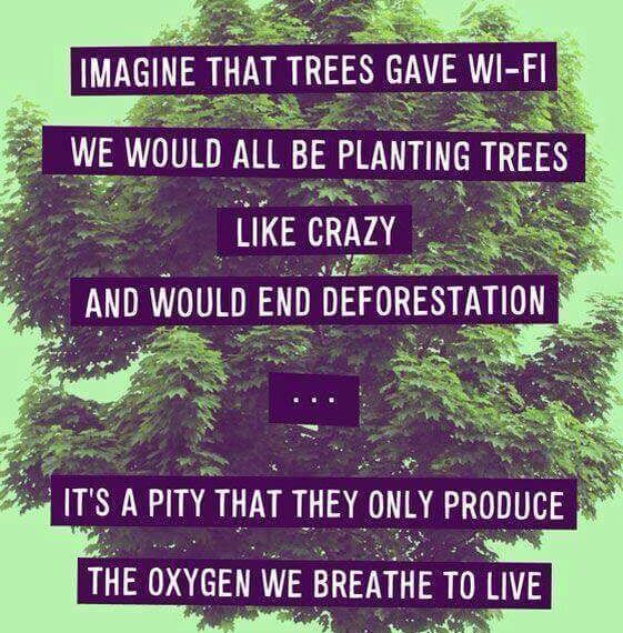 The Importance of Trees