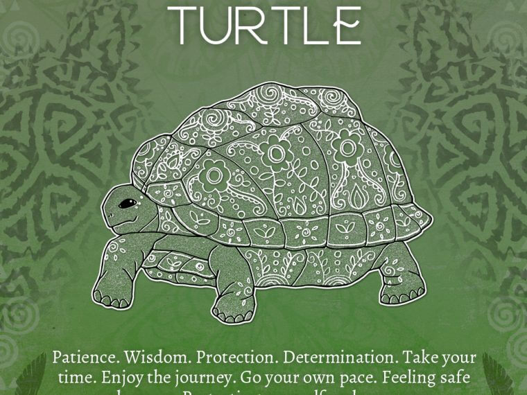 turtle 760x570 - Turtle Symbolism - Turtle Spirit Animal