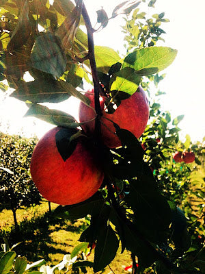 Apple Orchard Photoshoot