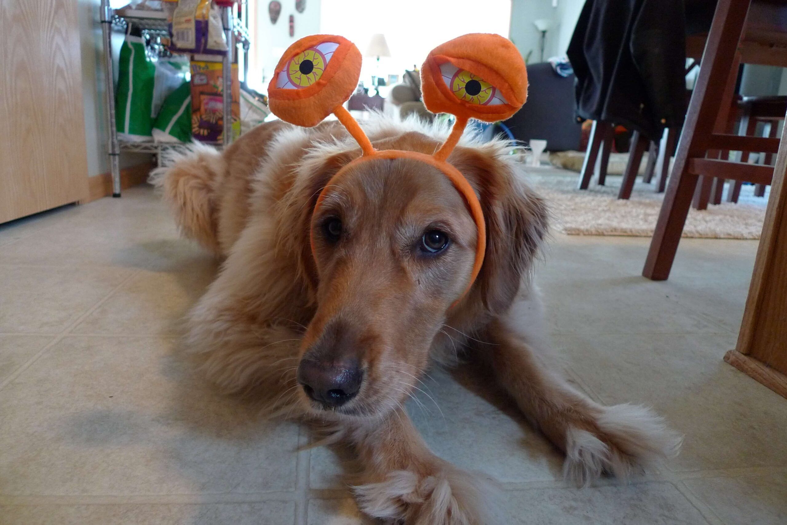 Soul Flower Employees & Their Pets