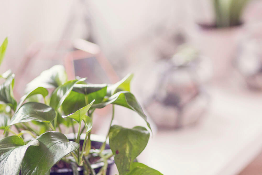 A potted green houseplant sits on a light-colored surface, bringing an eco touch to your space, with blurred geometric decor items in the background. Soul Flower Blog: Hippie Style & Kind Living
