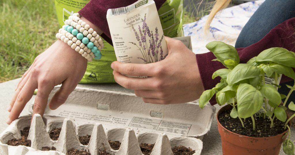 Planting for Pollinators: Help Bees and Butterflies Thrive