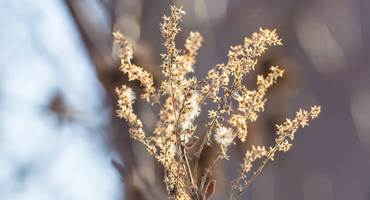 Close-up of dried wildflowers with light brown stems and fluffy seeds, set against a blurred background of branches and soft sunlight for an eco boho vibe. Soul Flower Blog: Hippie Style & Kind Living