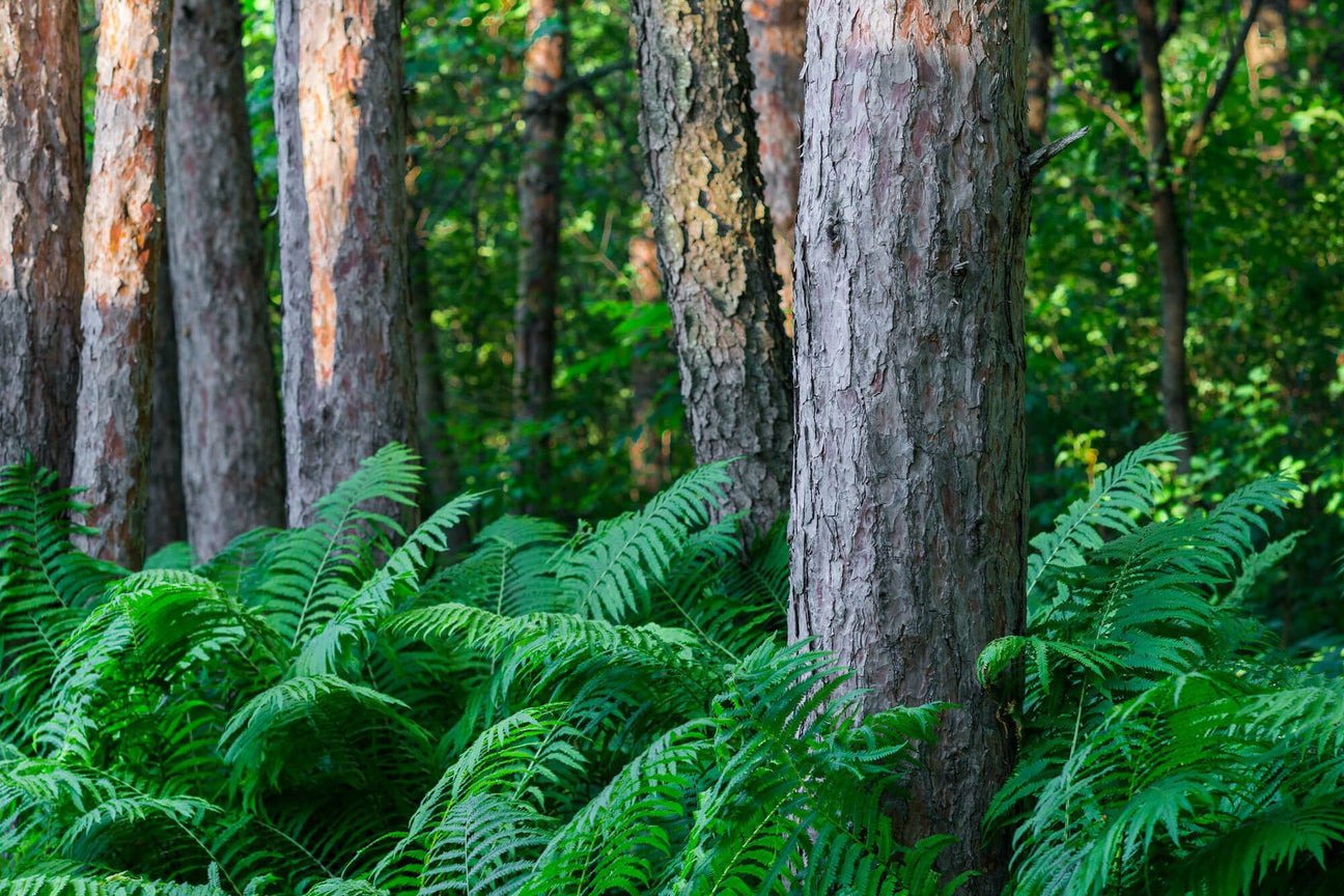 A walk in the woods on the Soul Flower Blog.