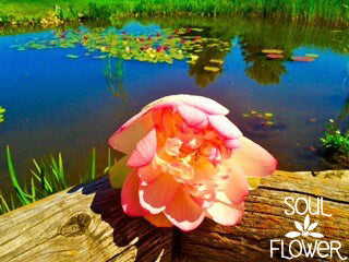 A pink and yellow lotus flower, rich in symbolism, rests on a wooden surface near a pond with lily pads and tree reflections; SOUL FLOWER text appears in the corner. Soul Flower Blog: Hippie Style & Kind Living