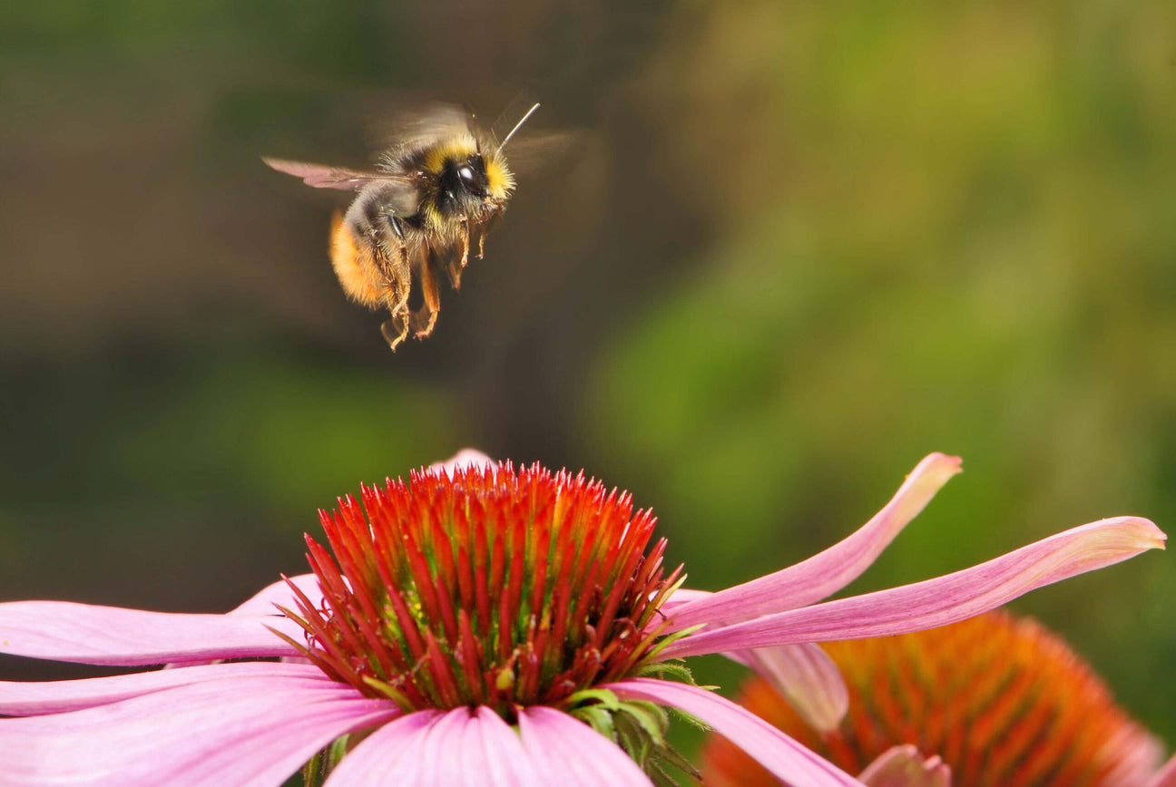 Plant Organic Flowers: Save the Bees