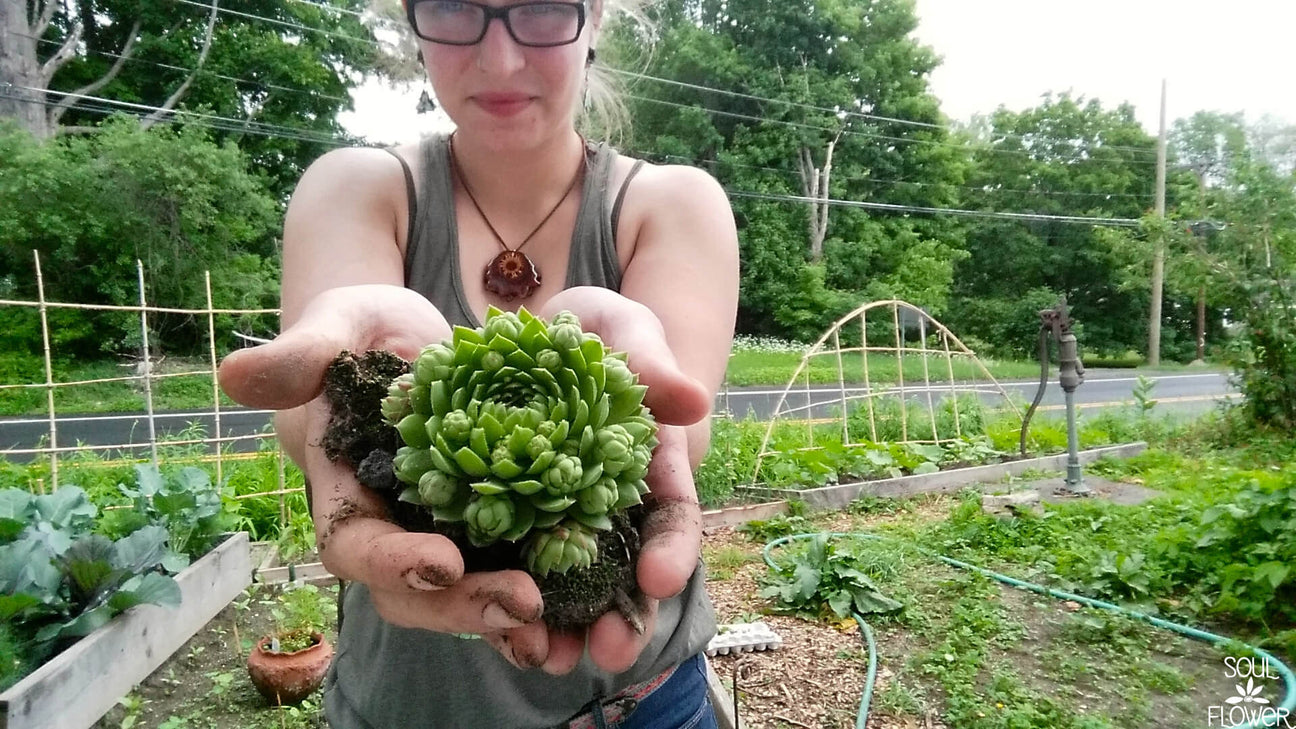 A person with an earthy vibe gently holds a green succulent with soil in their hands, standing in a lush garden surrounded by plants and wooden structures. Soul Flower Blog: Hippie Style & Kind Living