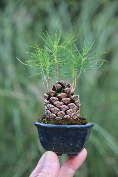 A person in a funky hippie t-shirt holds a small pot with a pine cone sprouting young green pine shoots, set against a blurred natural background. Soul Flower Blog: Hippie Style & Kind Living