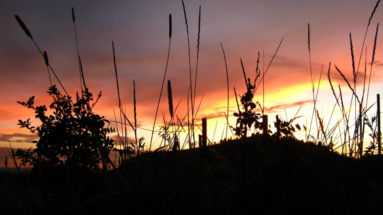 The Art of Prairie Flowers: hope of spring