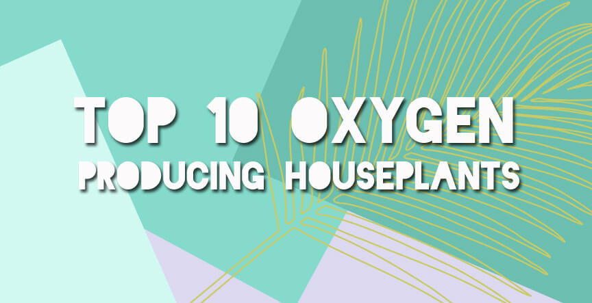 Text graphic reads: Top 10 Oxygen Producing Houseplants on a geometric pastel background with a faint palm leaf illustration, highlighting the best indoor plants to boost your space’s air quality. Soul Flower Blog: Hippie Style & Kind Living