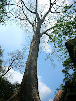 tall tree reaching into bright blue sky on Arbor Day