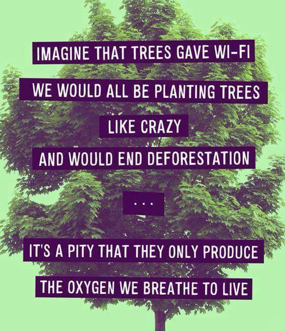 The Importance of Trees