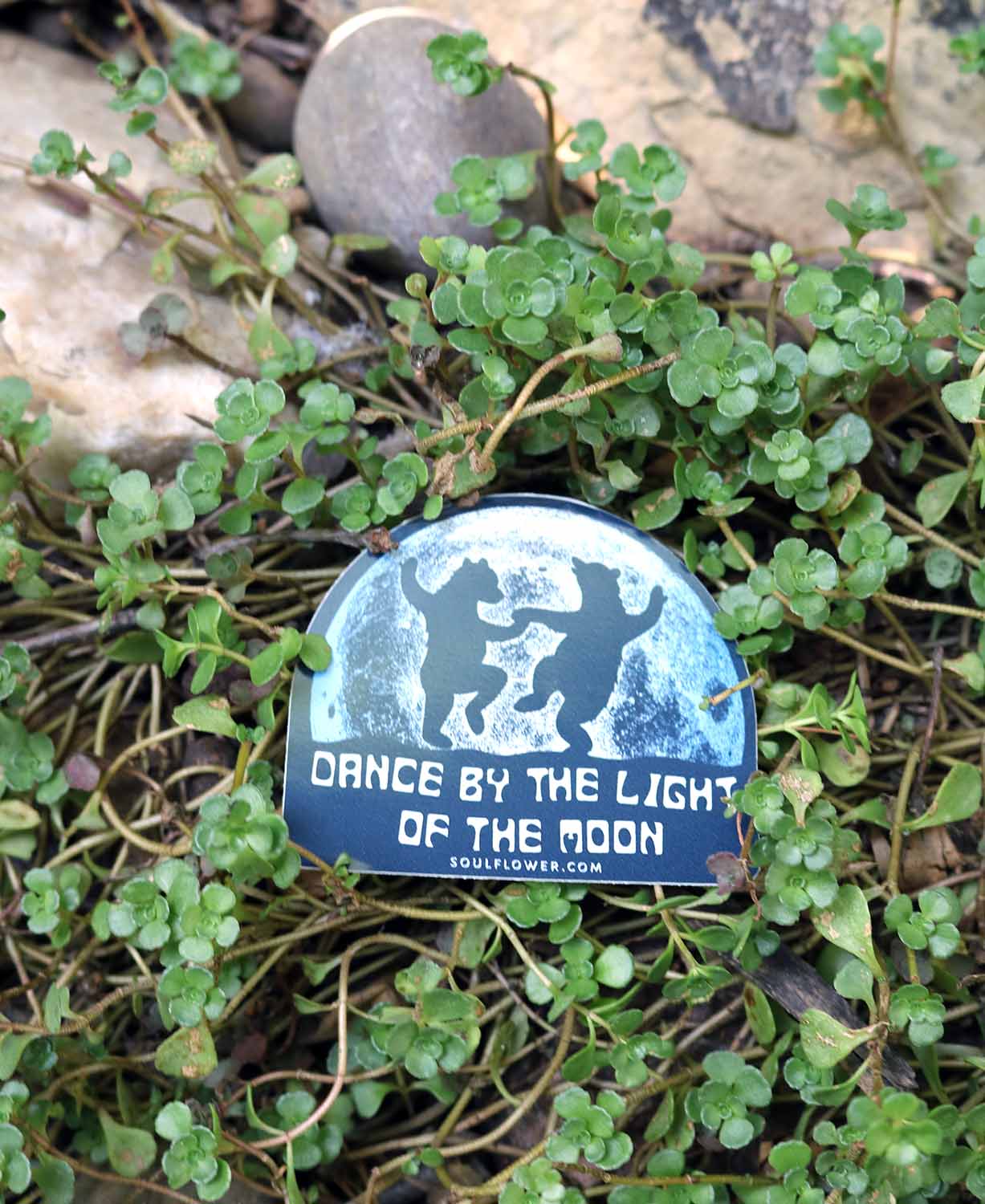 Dancing Bears Sticker